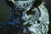 CPS Owl
