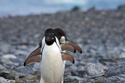 Marching Penguins