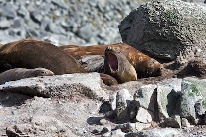 Moulting Seals