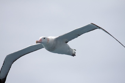 Albatross