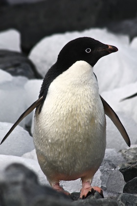Ad&eacute;lie Penguin