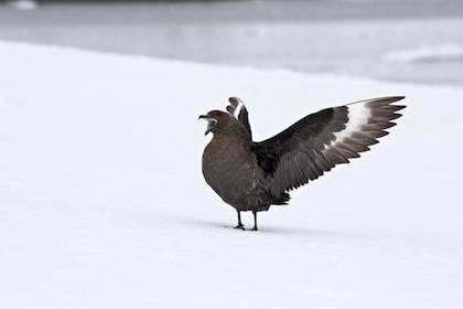 Skua