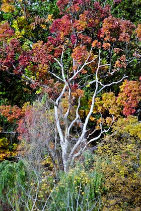 Cedarvale Ravine