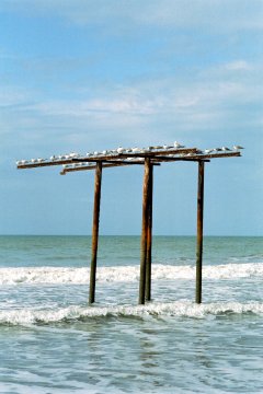 Sea Birds